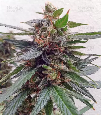 Buddha Magnum Auto Seeds