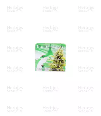 Graines de cannabis Buddha Medikit Auto CBD (Buddha Seeds)