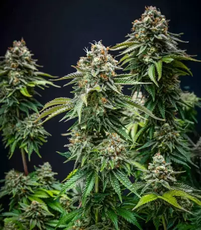 Cherry Pie Auto Seeds