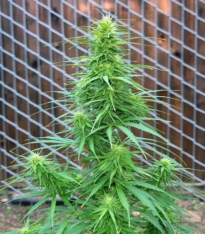 Colombian Gold Auto Seeds