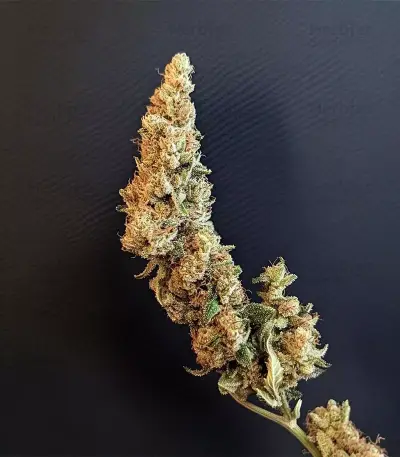 Cookies Kush Auto Seeds