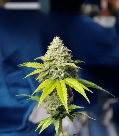 Semillas Feminizadas Florida Sunrise Autoflower (Seedkeepers)