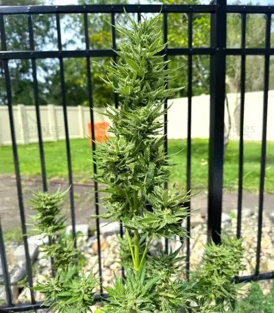 Frostbanger Auto Seeds