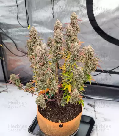 Fugue State Auto Seeds