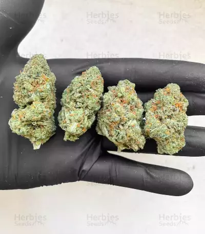 G13 Genius Seeds (Brothers Grimm Seeds)