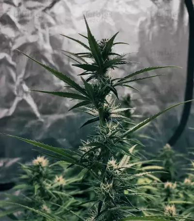 Semillas feminizadas GG#4 Original Glue Auto (Original Sensible Seeds)