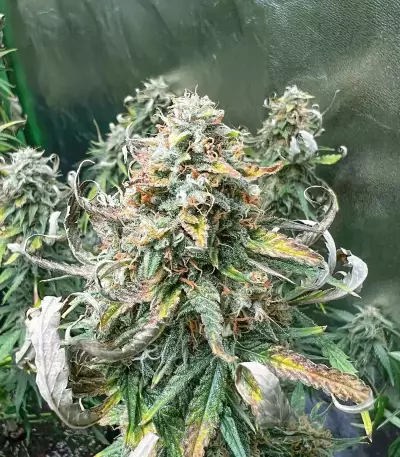 Godzilla Cookies Auto (Herbies Seeds)