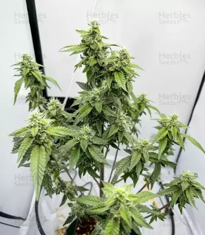 Granny Candy Feminized (Humboldt Seeds Company)
