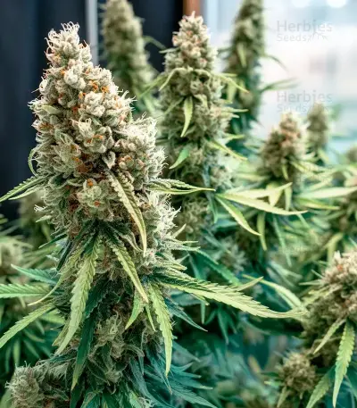 Green Monster Auto feminized seeds