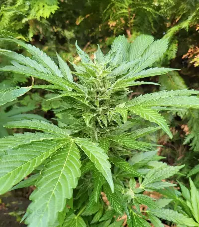 Lemon Jack Seeds (Seedkeepers)