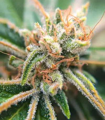 LFG เมล็ดพันธุ์สตรี (Barney's Farm)