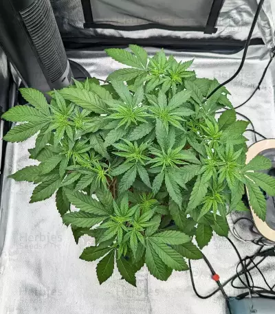 Mac N' Jack R1 Seeds (Ethos Genetics)