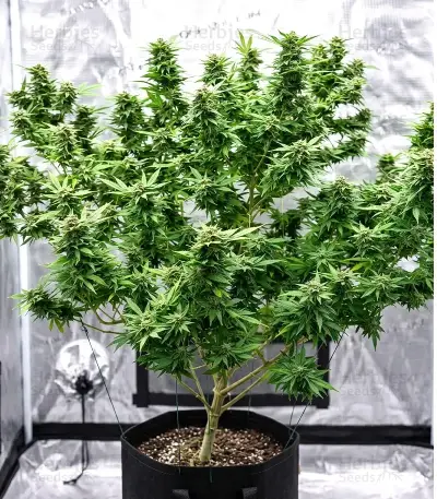 Mamba Negra Fast Seeds