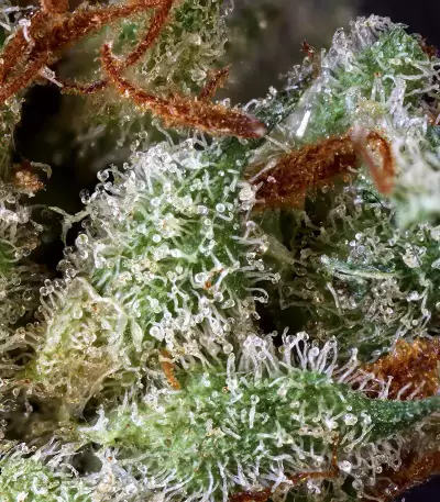 Midas regular seeds
