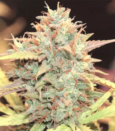 Original Auto Cheese Seeds