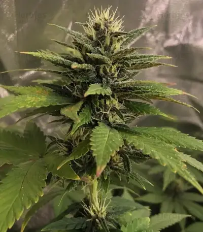 Purple Lemonade Auto RF3 Seeds (Fast Buds)