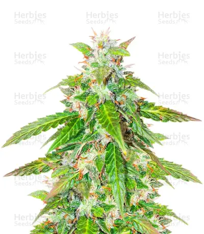 Sativa Auto Mix Pack Seeds From Herbies Seeds