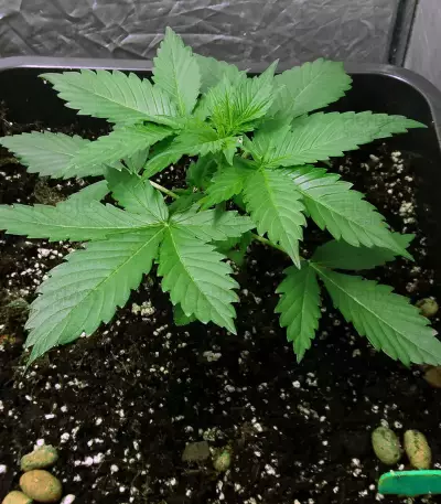 Shiva Blue regular (Xtreme Seeds)