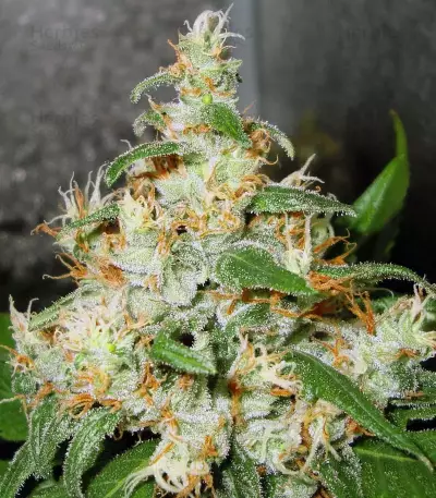 Silver LA Seeds