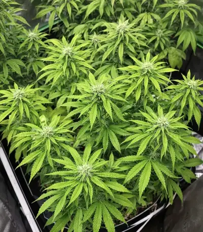 Super Lemon Cloud Auto Seeds