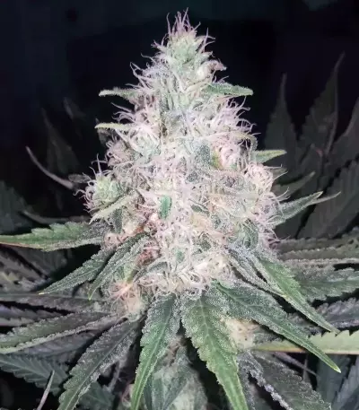 THC Bomb Seeds