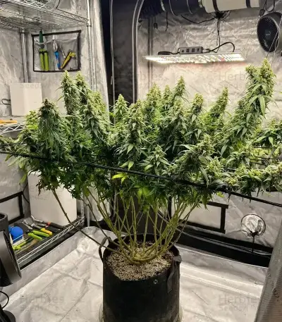 THC-Victory Seeds