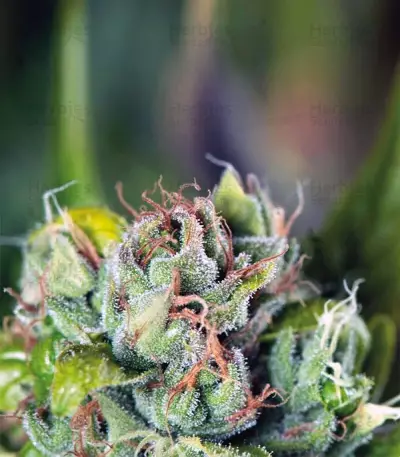 Tahoe Cure Seeds