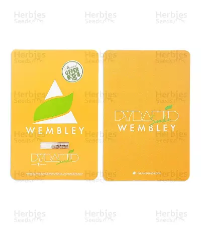 Wembley (Pyramid Seeds)