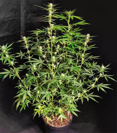 NY Diesel Autoflower (Herbies Seeds)
