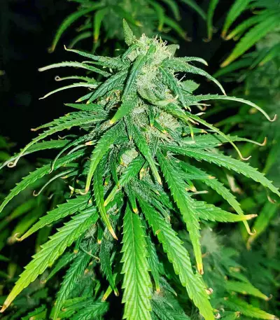 Amnesia Fast Version (Herbies Seeds)