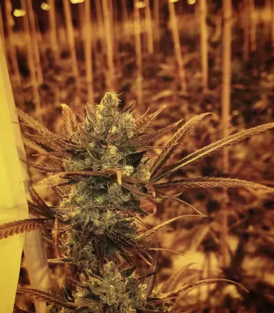 Early Queen Seeds