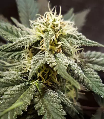 Mexican Airlines Auto (Fast Buds)