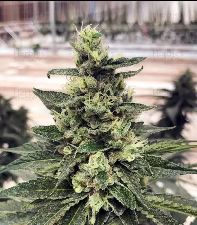 Amnesia OG (Karma Genetics)