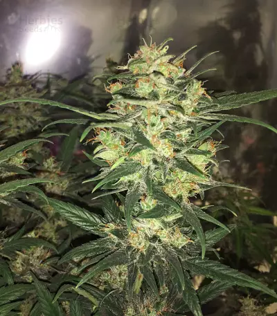 Auto Amnesia Seeds