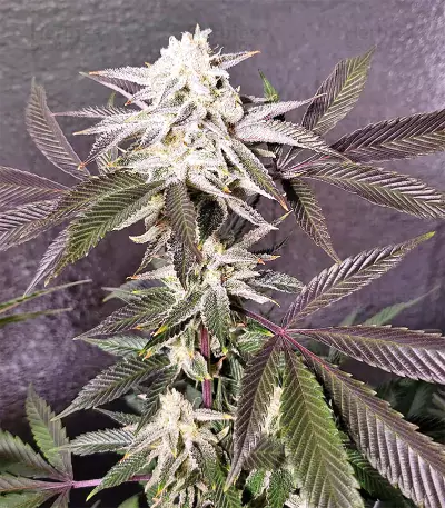 Auto Purple Gorilla Seeds