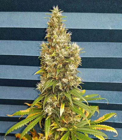 Black Jack Seeds