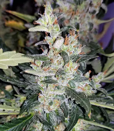 Blueberry 420 Auto Seeds