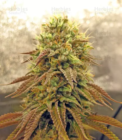 Bubba Kush Line mix Seeds