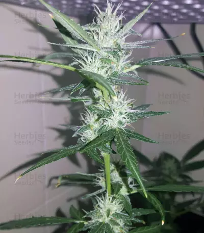 Graines de cannabis Buddha Red Dwarf Auto regular (Buddha Seeds)