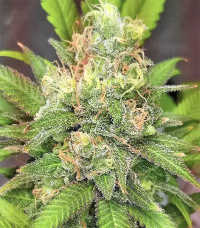 Graines de cannabis Buzz Light Gear (Dr. Krippling Seeds)