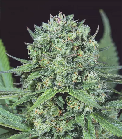 Cheese CBD Seeds