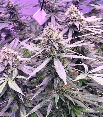 Graines de cannabis Chem Berry D regular (Dark Horse Genetics)