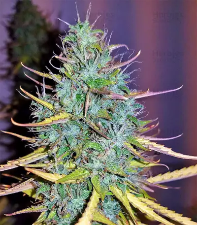 Critical 47 Seeds