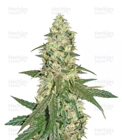 Graines de cannabis Dark Chunk regular (Xtreme Seeds)