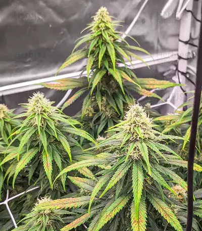 Semi Femminizzati Dozy Cookies (AlphaFem Seeds)