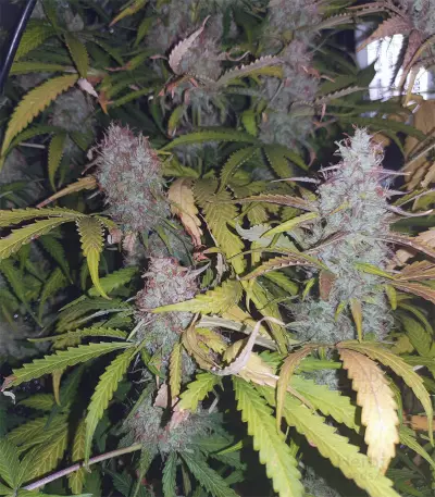 Girl Scout Cookies Seeds (Garden of Green)
