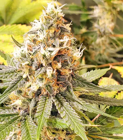 Graines féminisées de Gorilla Cookies (Big Head Seeds)