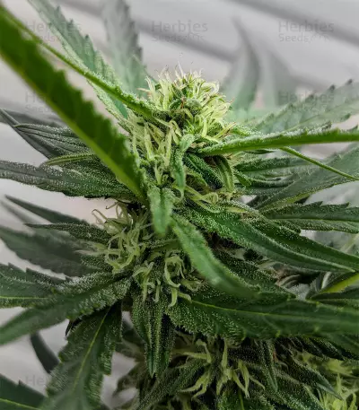 Gorilla (Gorilla Glue #4) (Expert Seeds)