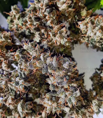 Green Crack Seeds (Cali Connection Seeds)