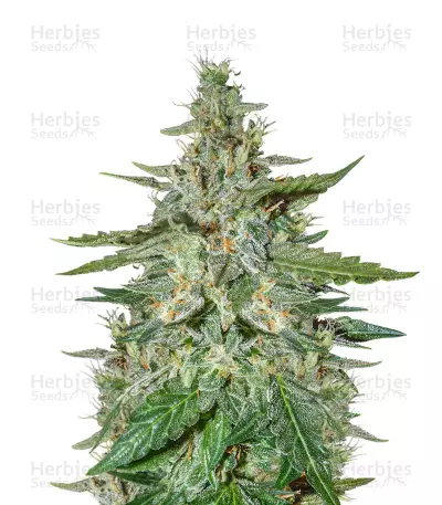 Graines de cannabis Haze Autoflowering CBD (Dinafem Seeds)